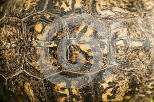 Alabama Box Turtle Shell- Terrapene carolina