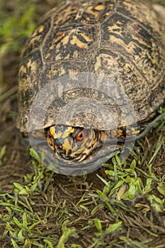 Alabama Box Turtle - Terrapene carolina