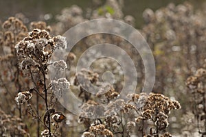 Alabama Camphorweed Wildflower Fuzzy Seedheads