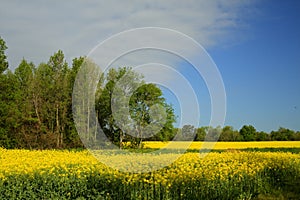 Alabama Canola Crop - Brassica napus L.