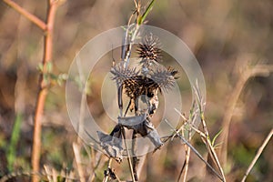 Alabama Cocklebur - Xanthium strumarium