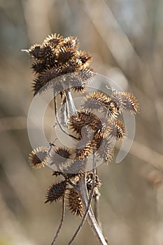 Alabama Cocklebur - Xanthium strumarium photo