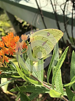 Alabama Common Clouded Sulfur Butterfly - Colias philodice - on Butterfly Weed