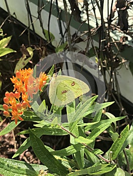 Alabama Common Clouded Sulfur Butterfly - Colias philodice - on Butterfly Weed