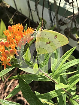 Alabama Common Clouded Sulfur Butterfly - Colias philodice - on Butterfly Weed