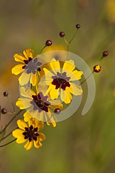 Alabama Coreopsis tinctoria Wildflowers and Buds photo