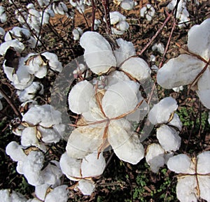 Alabama Cotton Bolls - Gossypium hirsutum