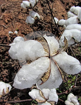 Alabama Cotton Closeup - Gossypium hirsutum