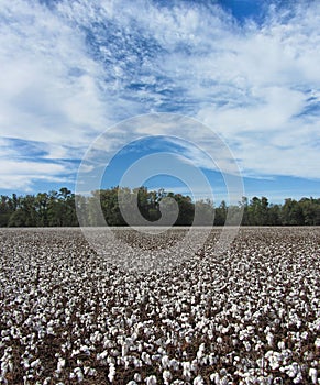 Alabama Cotton Crops - Gossypium hirsutum