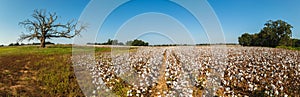 Alabama Cotton Field photo