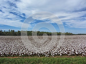 Alabama Cotton Field - Gossypium hirsutum