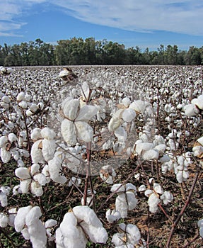 Alabama Cotton Fields - Gossypium hirsutum