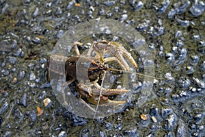 Alabama Crayfish Crawdad - Orconectes alabamensis