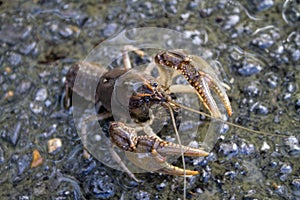 Alabama Crayfish Crawdad - Orconectes alabamensis