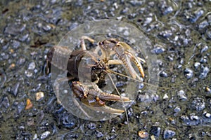 Alabama Crayfish Crawdad - Orconectes alabamensis