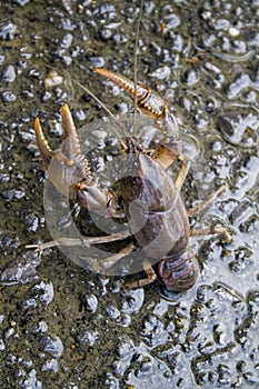 Alabama Crayfish Crawdad - Orconectes alabamensis