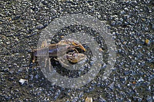 Alabama Crayfish Crawdad - Orconectes alabamensis