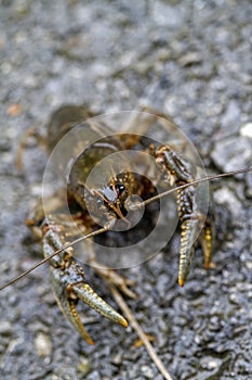 Alabama Crayfish Crawdad - Orconectes alabamensis