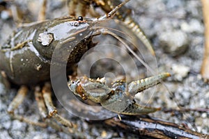 Alabama Crayfish Crawdad - Orconectes alabamensis