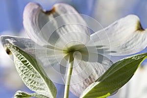 Alabama Dogwood Blossom Macro - Cornus florida