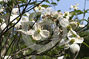 Alabama Dogwood Blossoms - Cornus florida