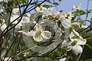Alabama Dogwood Blossoms - Cornus florida