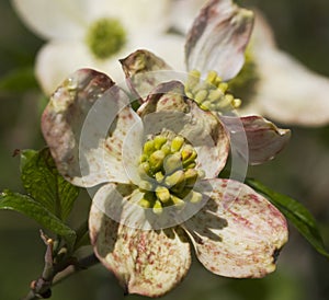 Alabama Dogwood Blossoms - Cornus florida