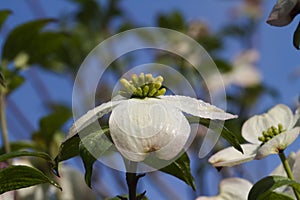 Alabama Dogwood Blossoms - Cornus florida