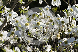 Alabama Dogwood Blossoms - Cornus florida