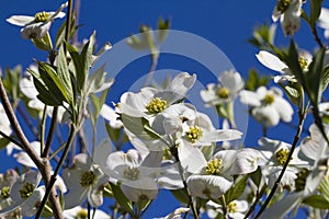 Alabama Dogwood Blossoms - Cornus florida