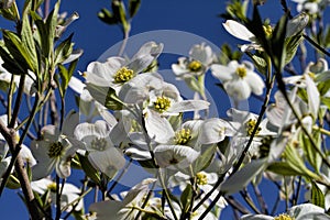 Alabama Dogwood Blossoms - Cornus florida