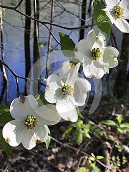 Alabama Dogwood Blossoms - Cornus florida