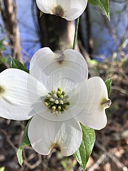 Alabama Dogwood Blossoms - Cornus florida