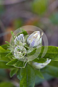 Alabama Gentian Pinkroot Wildflower - Spigelia gentianoides