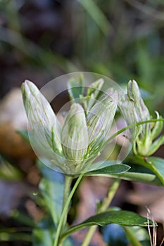 Alabama Gentian Pinkroot Wildflower - Spigelia gentianoides