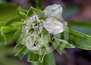 Alabama Gentian Pinkroot Wildflower - Spigelia gentianoides