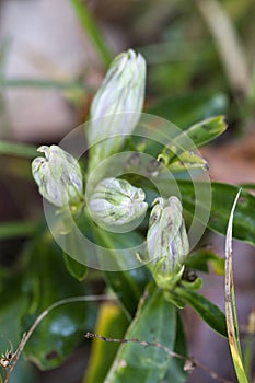 Alabama Gentian Pinkroot Wildflower - Spigelia gentianoides