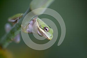 Alabama Green Tree Frog - Hyla cinerea