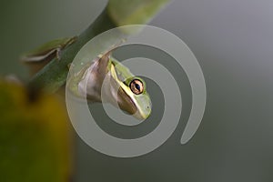 Alabama Green Tree Frog - Hyla cinerea
