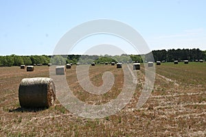 Alabama Hay 2020 I