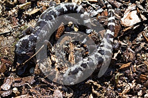 Alabama Marbled Salamanders - Ambystoma opacum 2