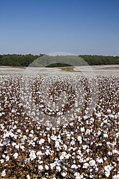 Alabama Morgan County Cotton Crop