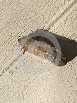 Alabama Morgan County Grub Worm - Coleoptera Arthropoda