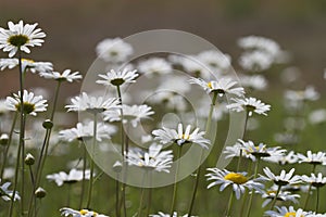 Alabama Oxeye Daisy Wildflower Field photo