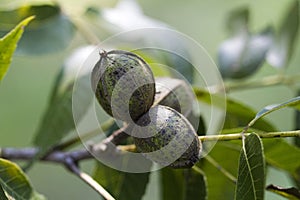 Alabama Pecan Nuts - Carya illinoinensis - Morgan County