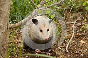 Alabama Possum