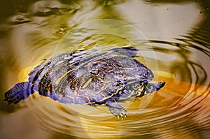 Alabama red-bellied turtle (Pseudemys alabamensis) swinning in pond in Mobile Alabama photo