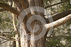 Alabama Red Cedar Bark