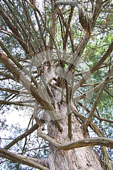 Alabama Red Cedar Bark