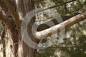 Alabama Red Cedar Bark